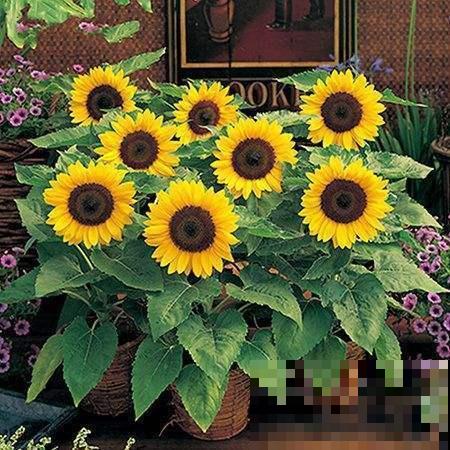 向日葵为什么总朝太阳开？原来都是因为怕光的它！