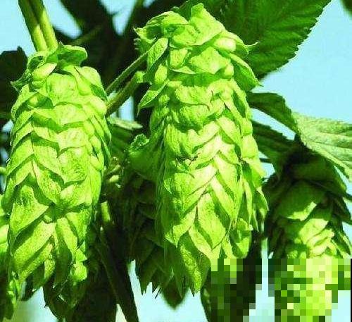 啤酒为什么叫啤酒？都是因为这种花，加入一点口感变好！