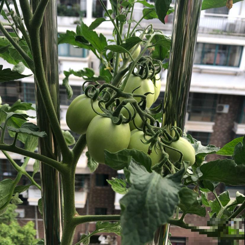 阳台上种菜，多晒太阳多通风，才能长得好