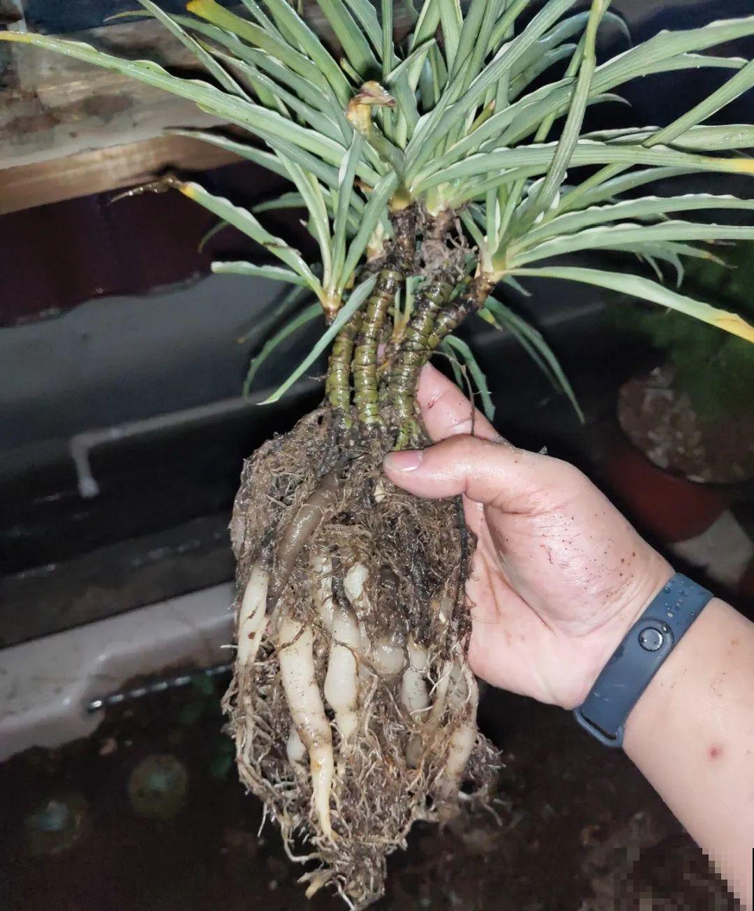 5年的马齿苋，长成“一棵小树”，真头一回见