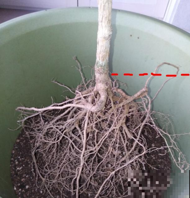 蝴蝶兰现在还不换盆，水苔容易发霉 ，越长越差劲