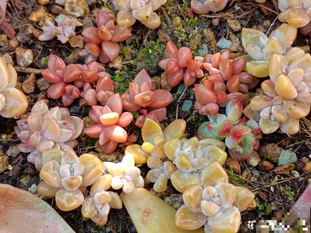 春天最佳繁殖季，扦插播种分株压条，成活率特高