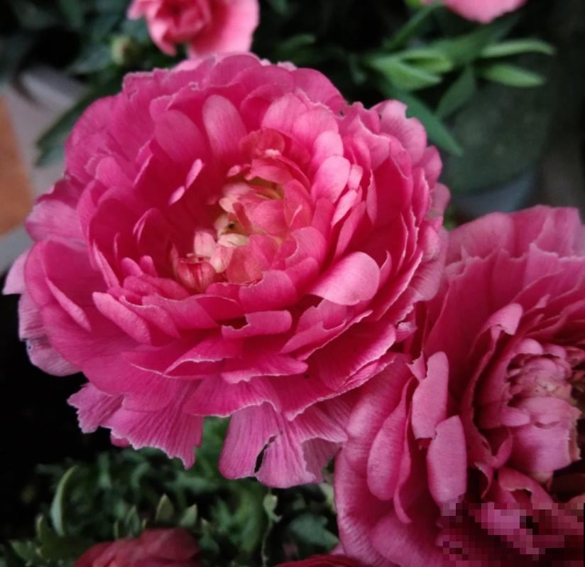 80种常见花卉，读过后，花名难不倒你