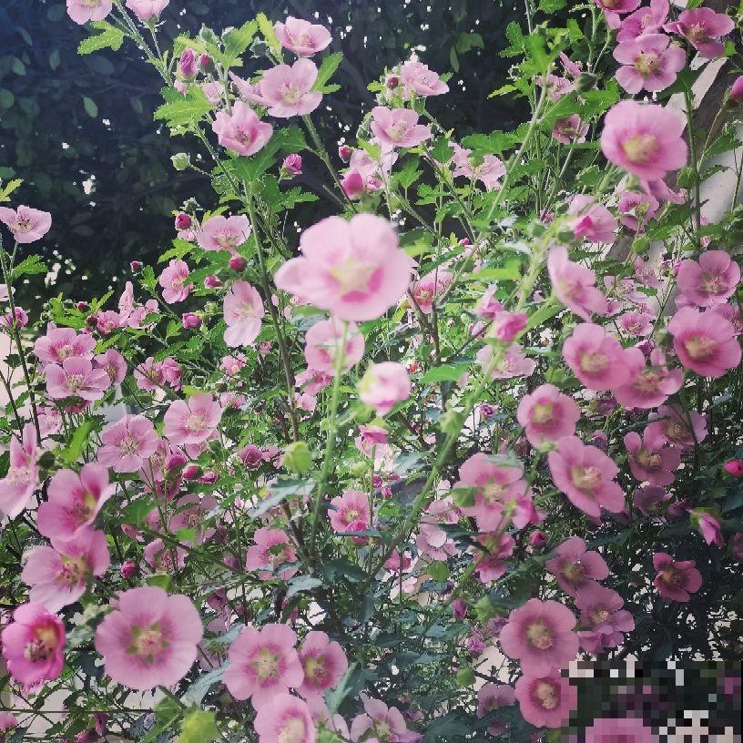 夏天要养耐热花，35度高温都能开花，超级耐晒