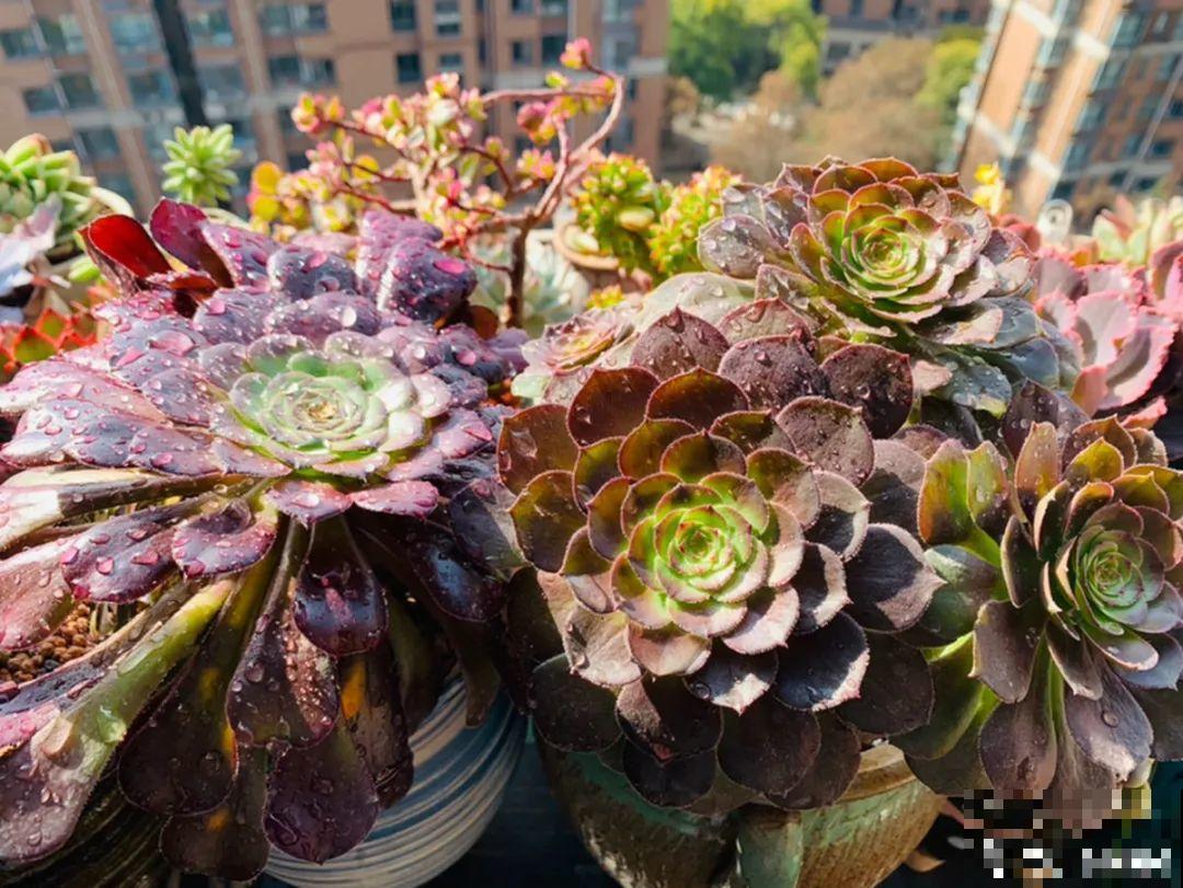 多肉长满白毛须，是个危险信号，要及时处理