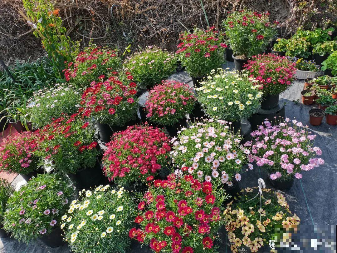 天热了,8种花要休眠,要少浇水 天热了,8种花要休眠,要少浇水