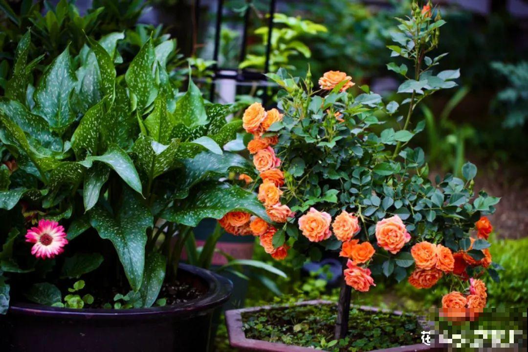 春天来了，有个院子养点花，简直太幸福