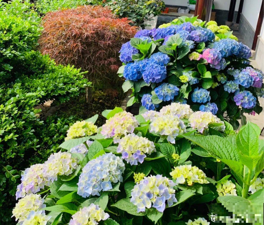 牡丹就得大花盆养，不然营养不够，很难开花