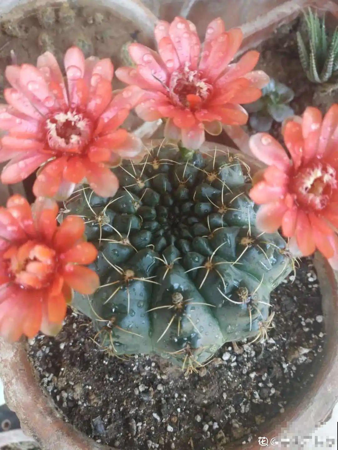 虐着养的花，剪成秃子，半月不浇水，呼呼开花