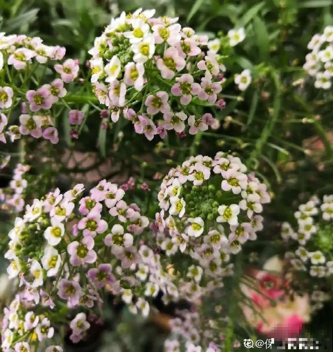 家里养盆香水花,满屋子飘香,还能净化空气 家里养盆香水花,满屋子飘香,还能净化空气