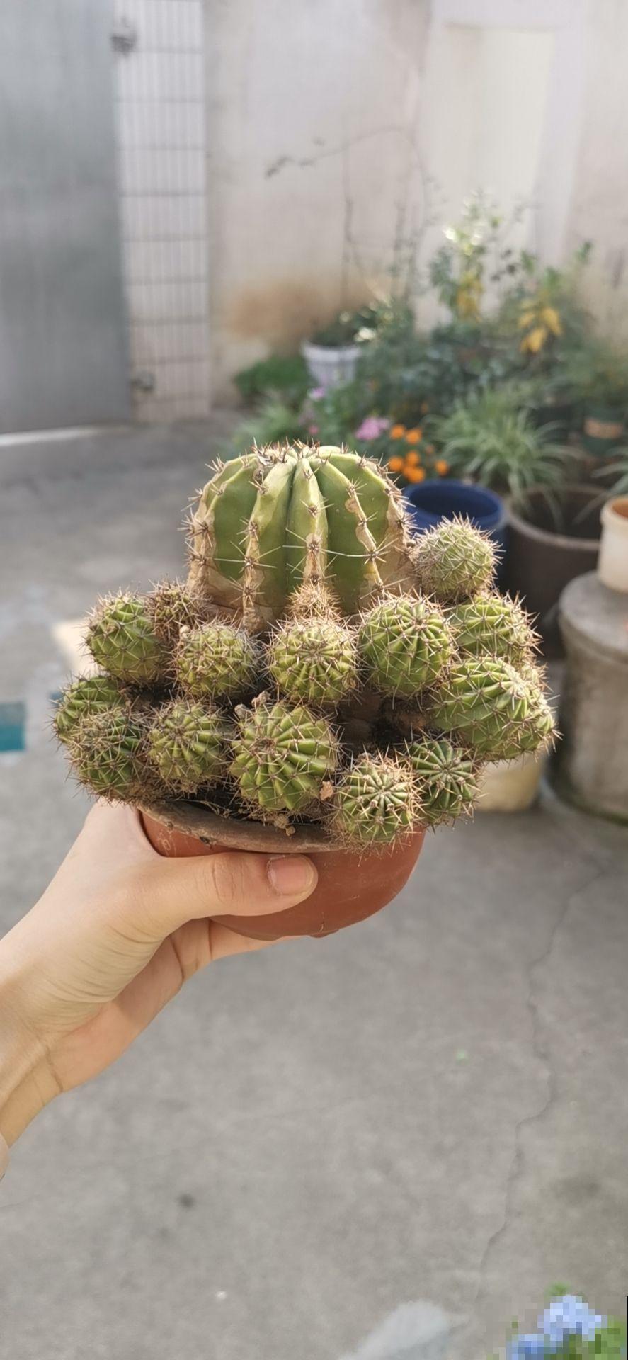 仙人球看着挺精神,实则根系都烂了,都是浇水多了惹的祸 仙人球看着挺精神,实则根系都烂了,都是浇水多了惹的祸