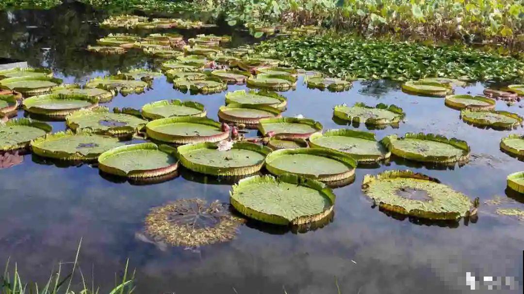 10种花夏天喝水多,多浇水,很快爆满一大缸 10种花夏天喝水多,多浇水,很快爆满一大缸