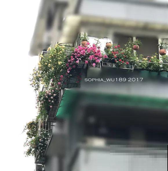 阳台虽小，种点花草，也能变成小花园