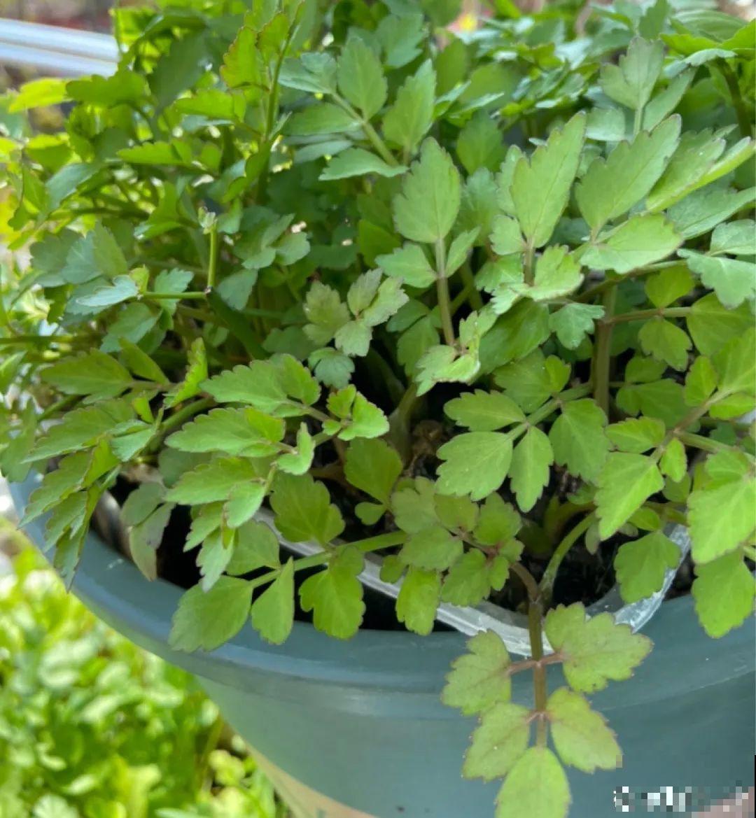 春天的野菜大全,小心辨认,千万别挖错了 春天的野菜大全,小心辨认,千万别挖错了