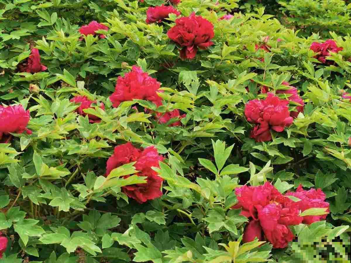 古人喜欢的花，到了现代更受欢迎，开花特旺盛