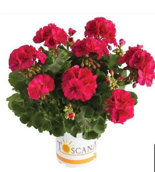 家里养花要摆对位置,不光对花好,对人也好 家里养花要摆对位置,不光对花好,对人也好