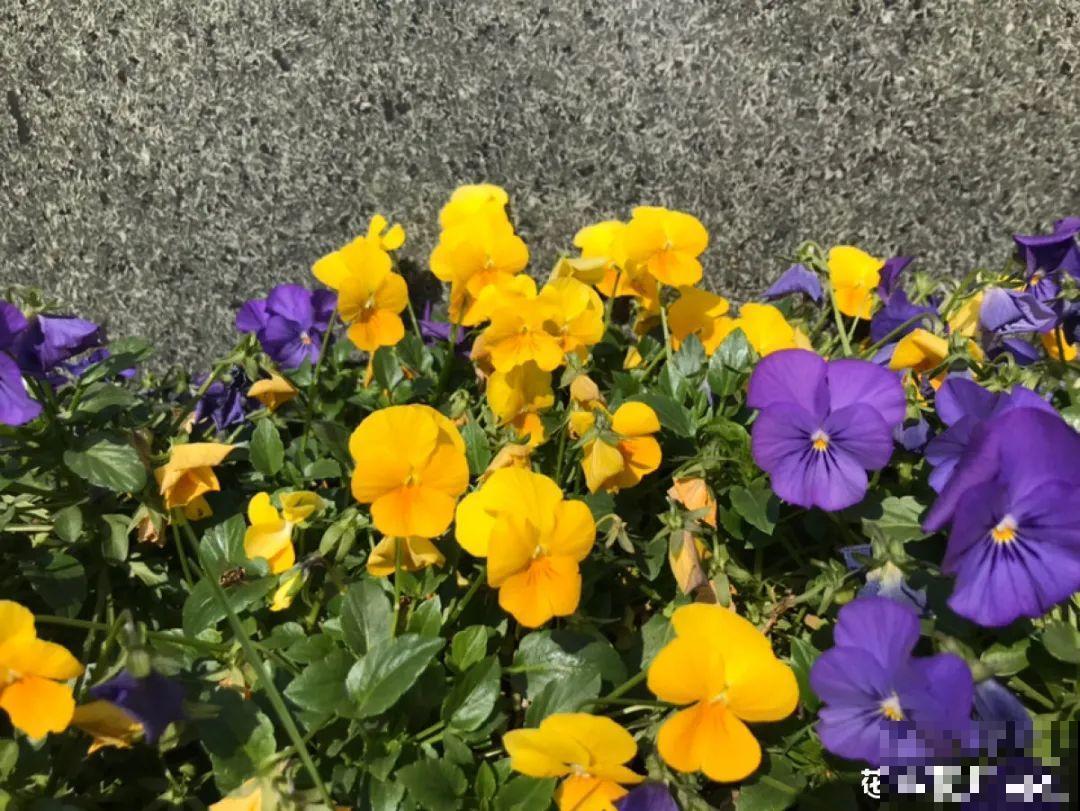 5月出门,收下这份百花图谱,啥花都能叫上名! 5月出门,收下这份百花图谱,啥花都能叫上名!