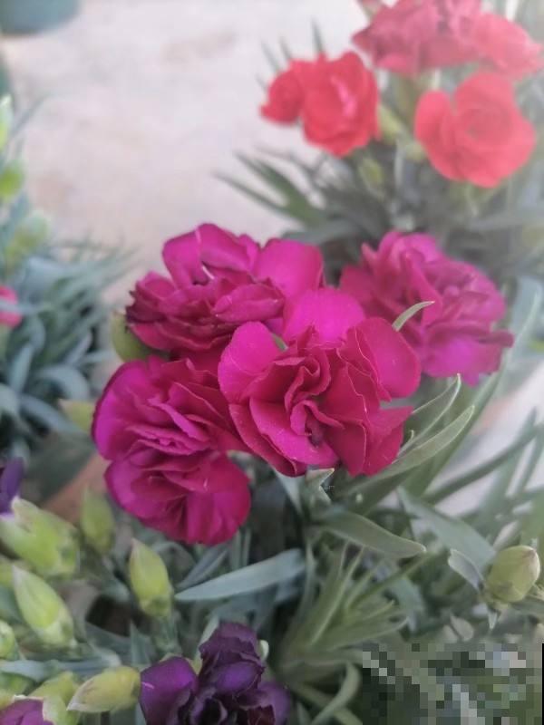 人人都知道的母亲花，开花鲜艳好看，花期超长