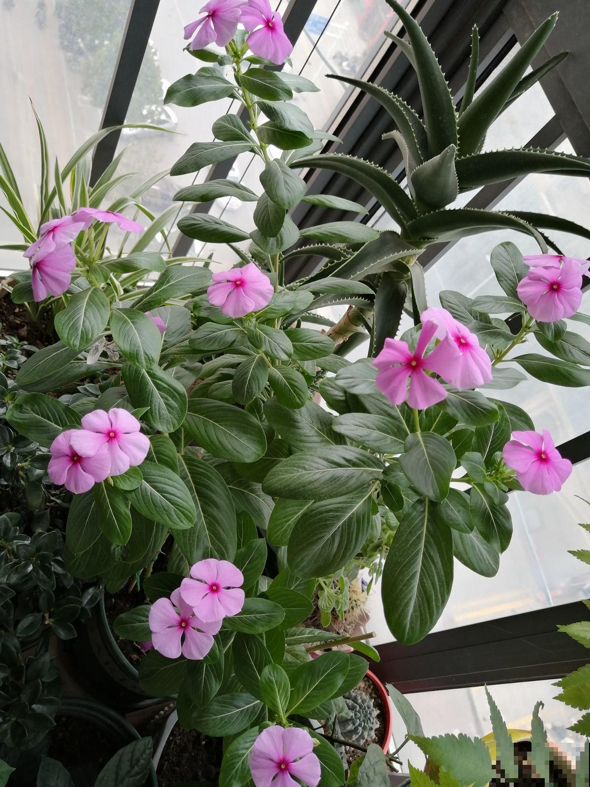 夹竹桃有毒,为啥还种在路边,原来好处多不是一般的多 夹竹桃有毒,为啥还种在路边,原来好处多不是一般的多