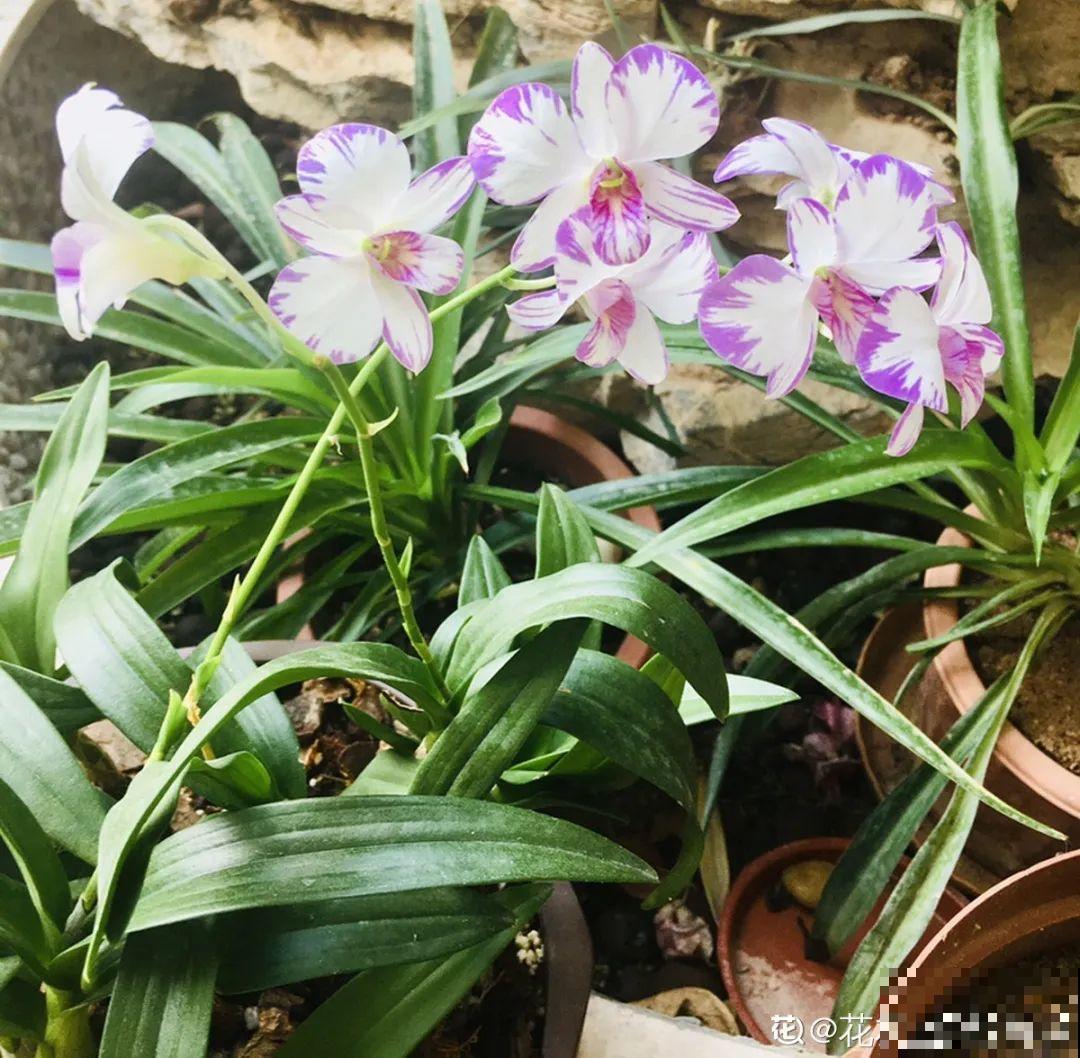 家里养盆香水花,满屋子飘香,还能净化空气 家里养盆香水花,满屋子飘香,还能净化空气