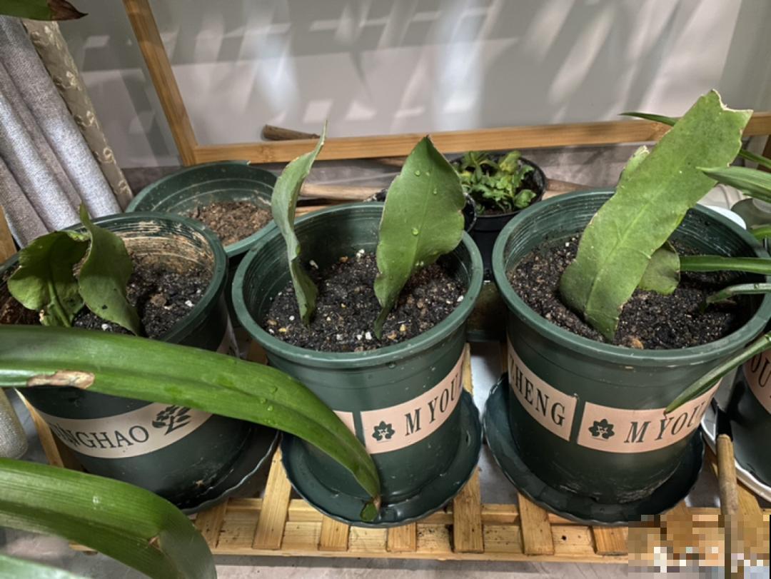 12种花真是太能生，叶子沾土就生根，实在太好活