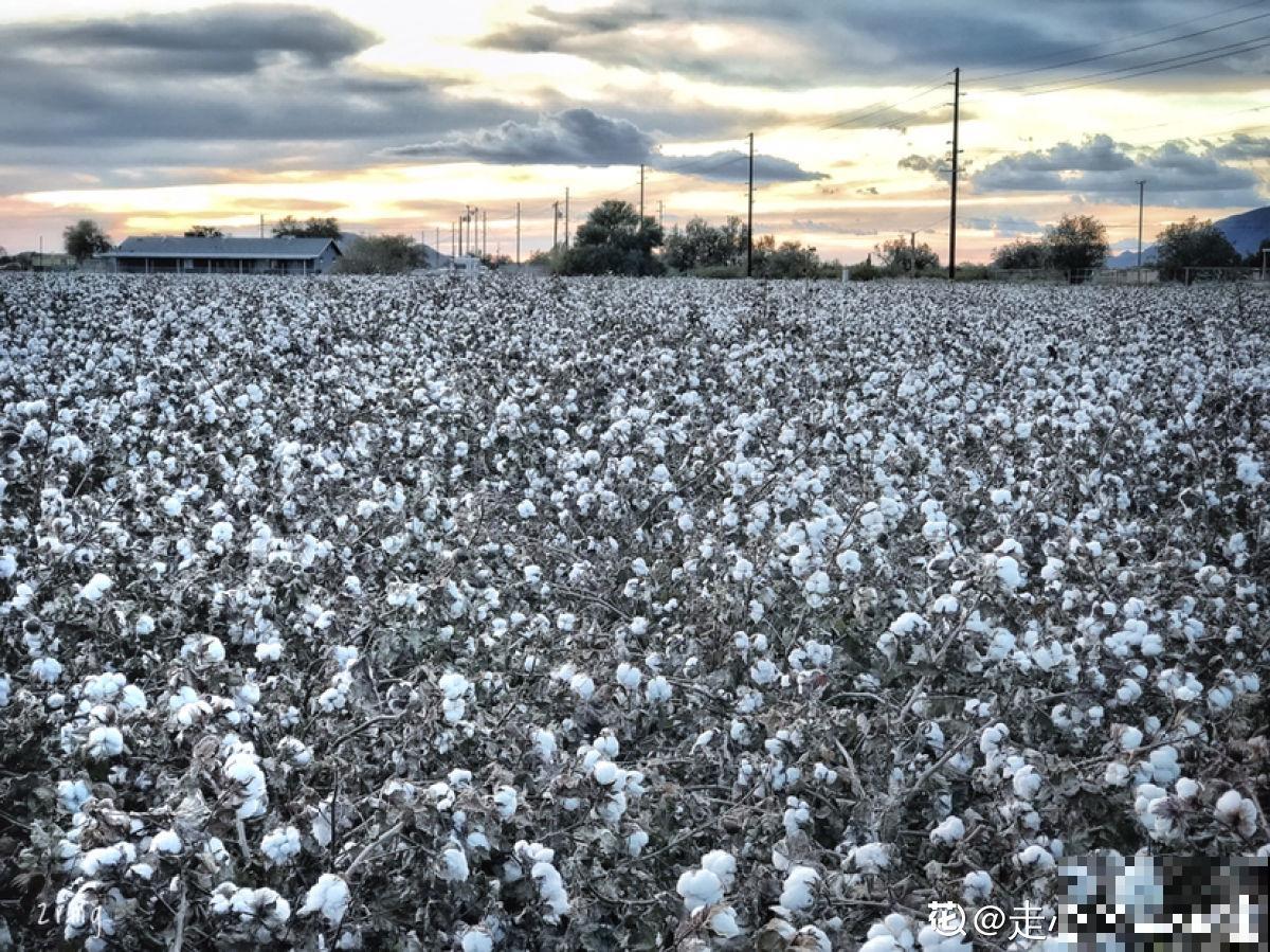 咱们的棉花可是顶尖，这么重要的植物，快来认识一下