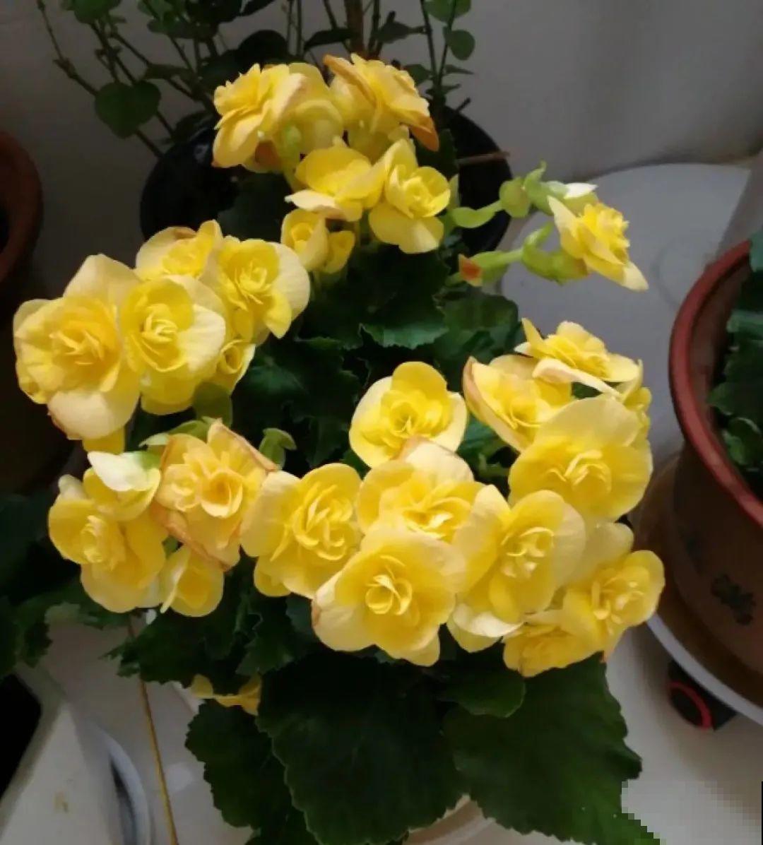 长寿开花后，要好好修剪，很快冒新芽