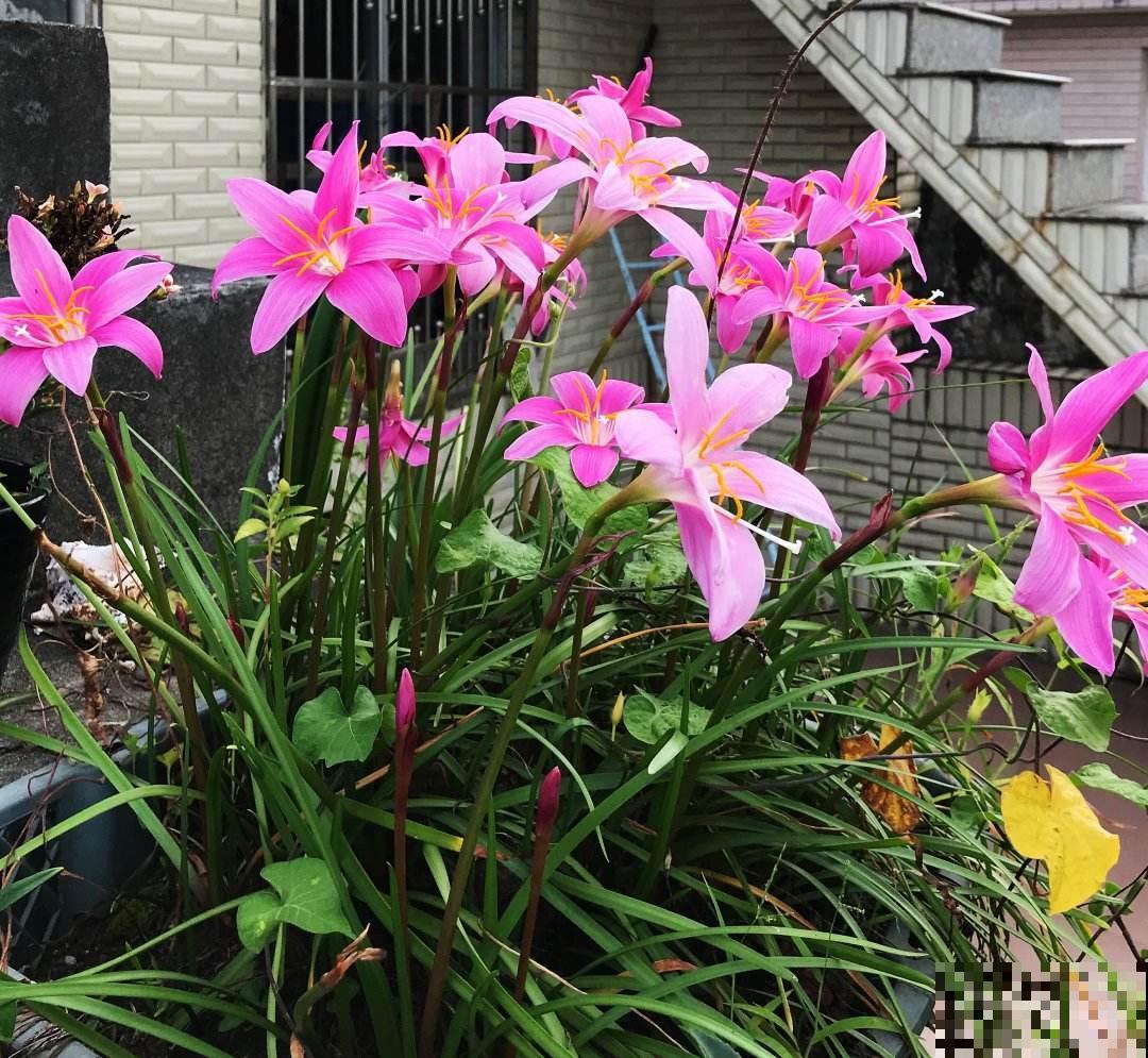 垃圾桶边捡的种球,回家种地里,淋雨开花一大片 垃圾桶边捡的种球,回家种地里,淋雨开花一大片