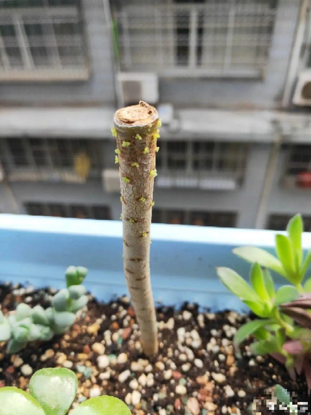 多肉长了“水桩”，不如砍了重来，实在太丑了