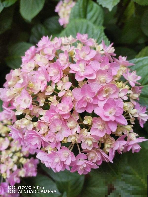 新手买花容易进的“坑”，4种类型的花别买，难养活