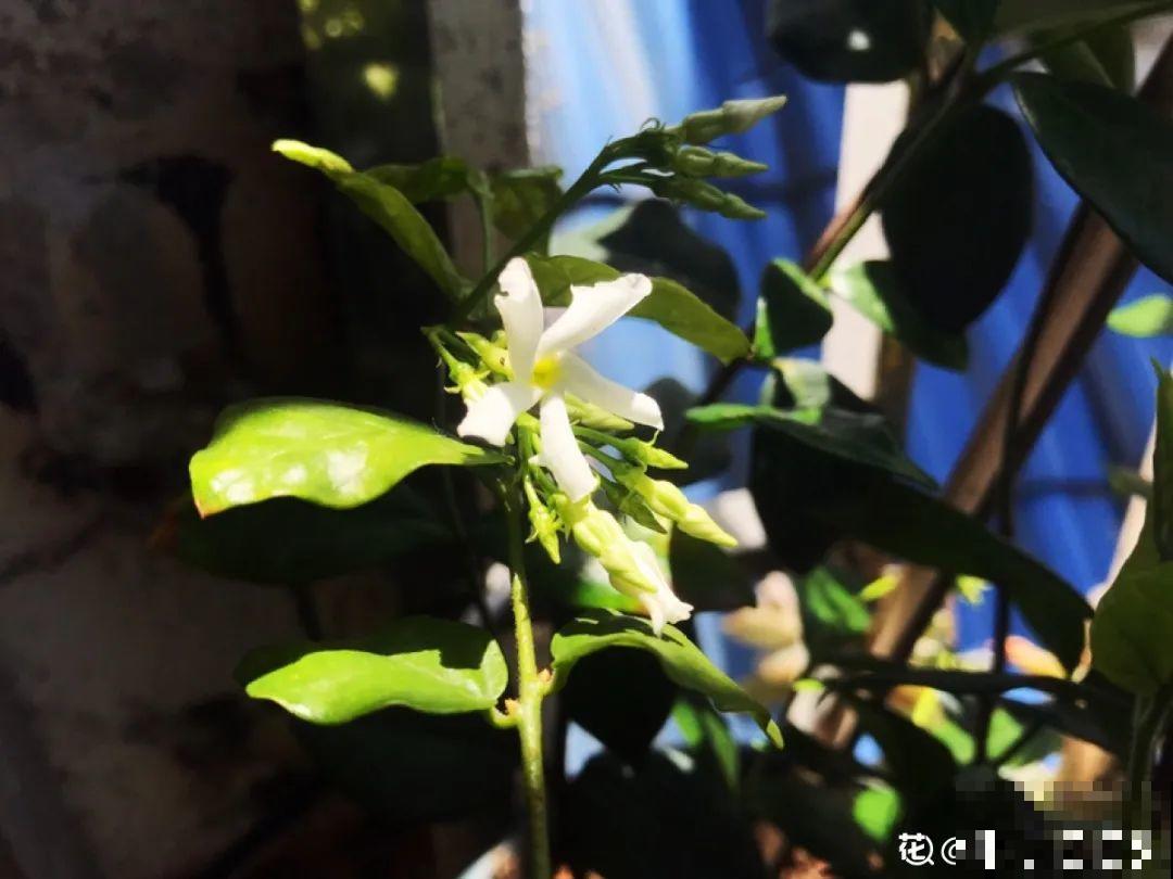 屋里种一棵爬藤花，夏天开花超旺，越热开花越多