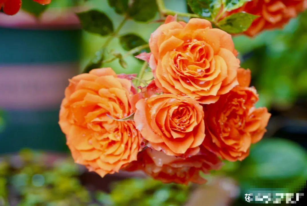 春天来了，有个院子养点花，简直太幸福