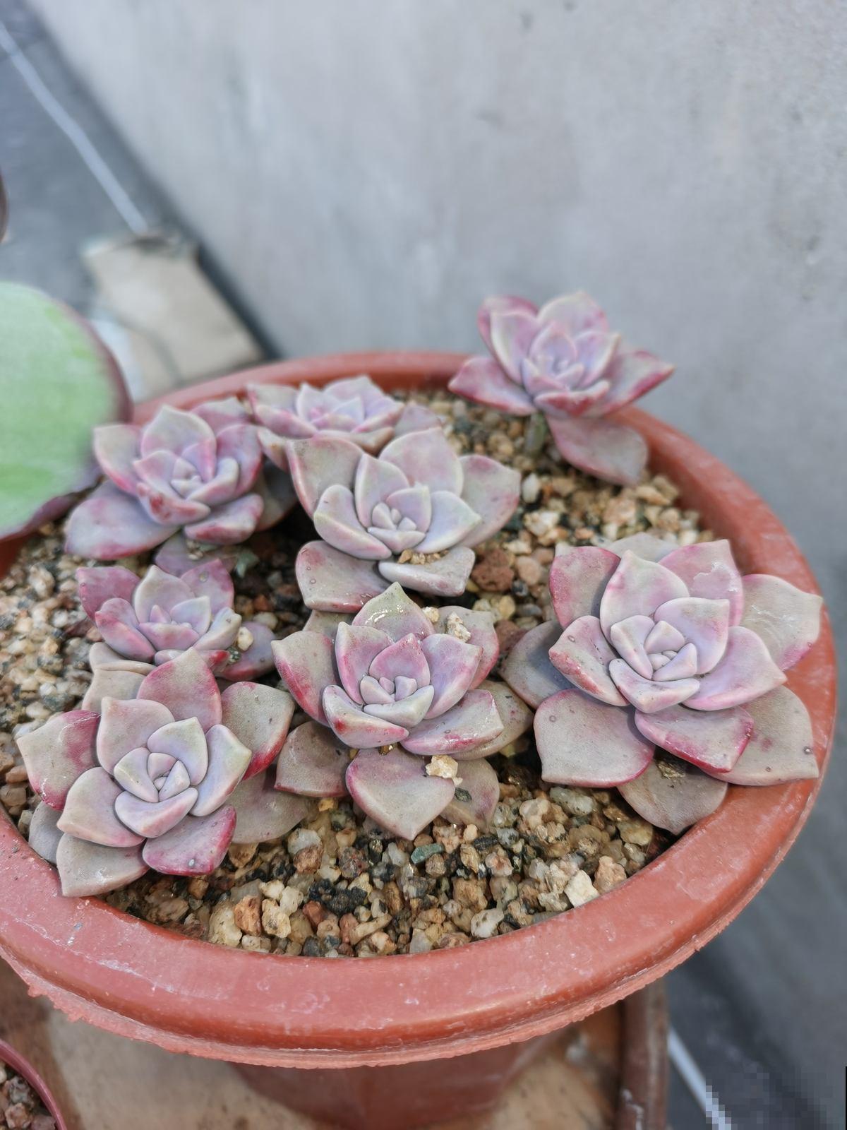 新手养多肉，打好基础是关键，5个要点要记住