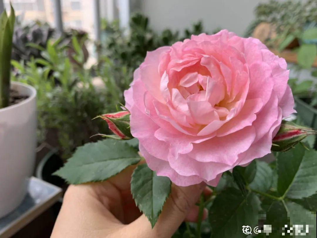 50种月季，各有各的美，哪一种是你的“菜”？