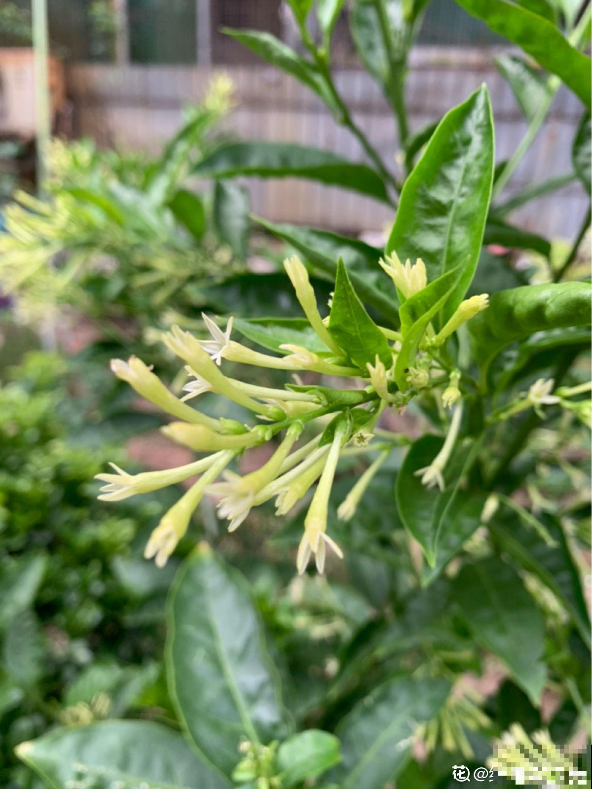 3种别致的花，晚上才开，个个都超有特点