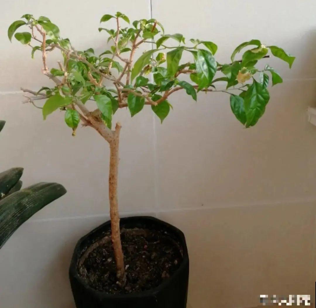 初春浇水要谨慎，浇水浇不对，小心全军覆没