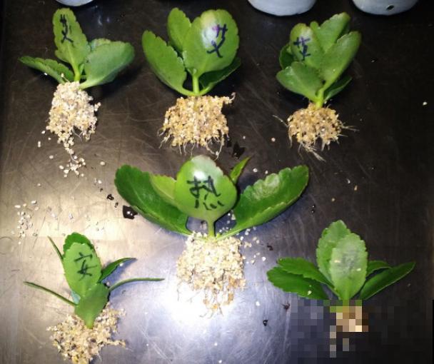 7种“落地生根”花,春天多插几棵,成活率特别高 7种“落地生根”花,春天多插几棵,成活率特别高