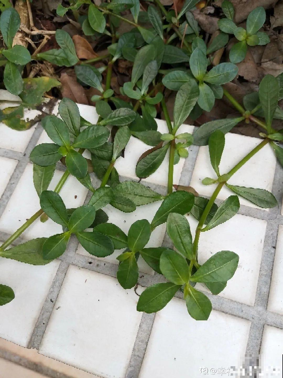 院子长出9种草，看到就铲除，留着就是大祸害