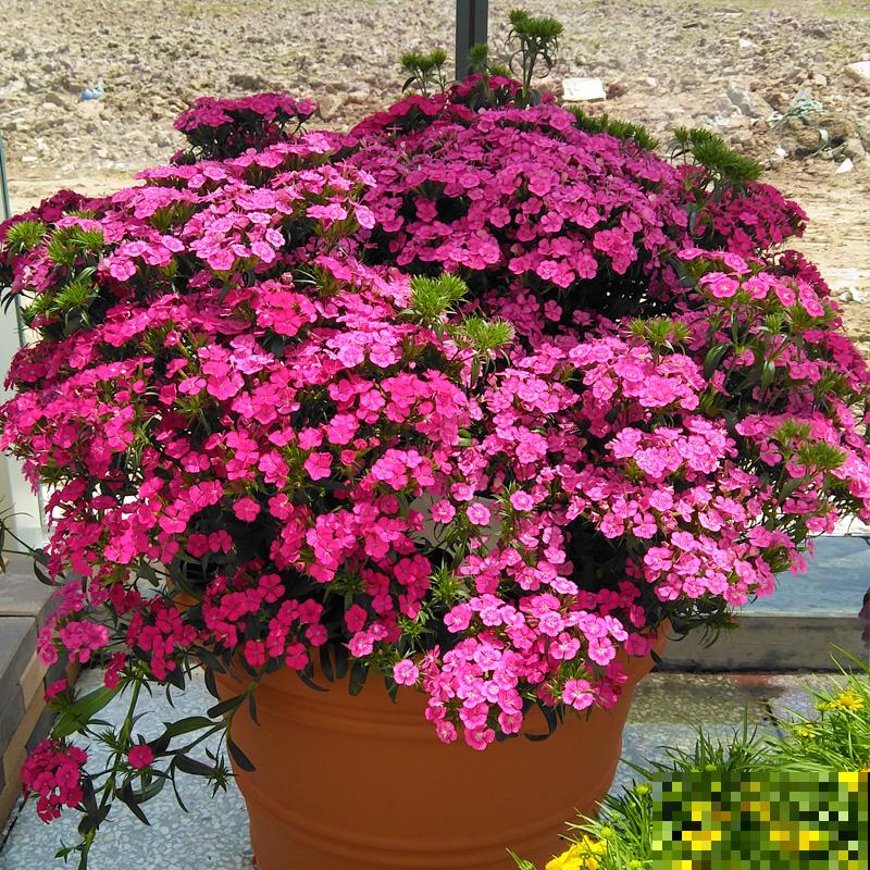 耐热耐旱的石竹花，春天开得正旺盛，现在养很合适