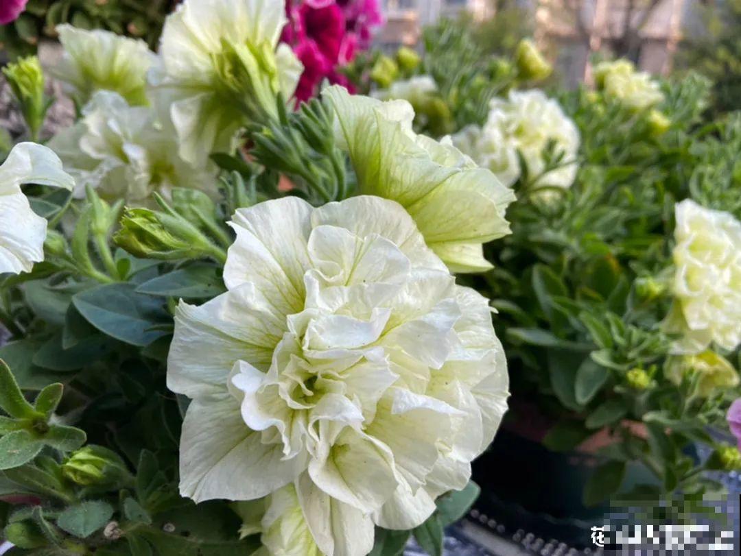 春天养盆绿色花,看着清爽干净,今年一定要养一盆 春天养盆绿色花,看着清爽干净,今年一定要养一盆