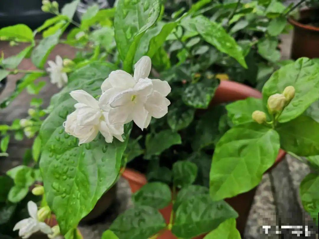 茉莉花养不好，主要是土壤问题，学会“调酸”很重要