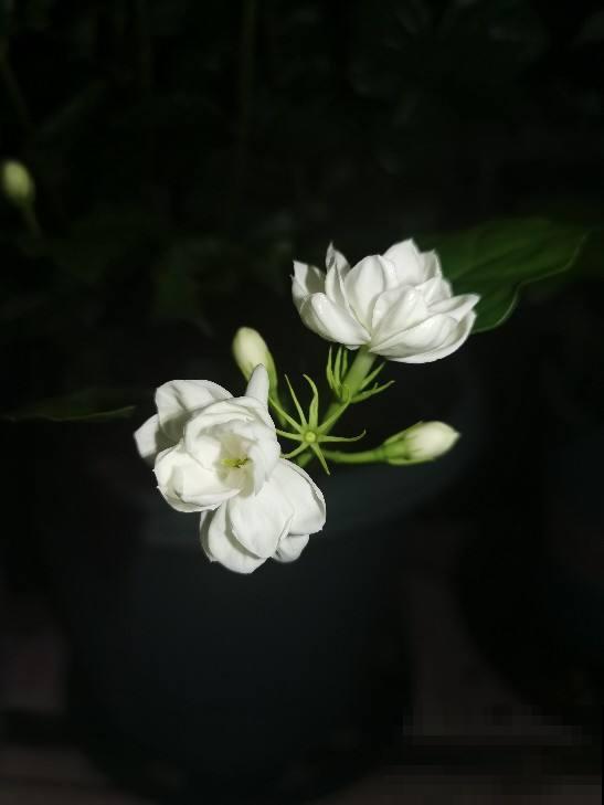 出差前让室友帮忙养花，没想到因为一句话，花就被剪成了“秃子”