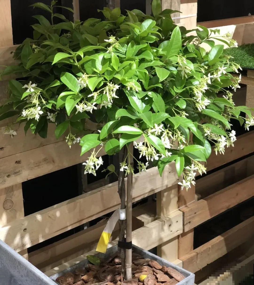 家里养盆香水花,满屋子飘香,还能净化空气 家里养盆香水花,满屋子飘香,还能净化空气