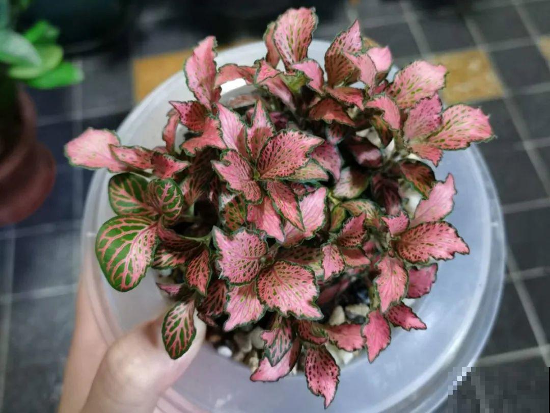 小花盆里养花,选对品种很重要,也能开花爆盆 小花盆里养花,选对品种很重要,也能开花爆盆