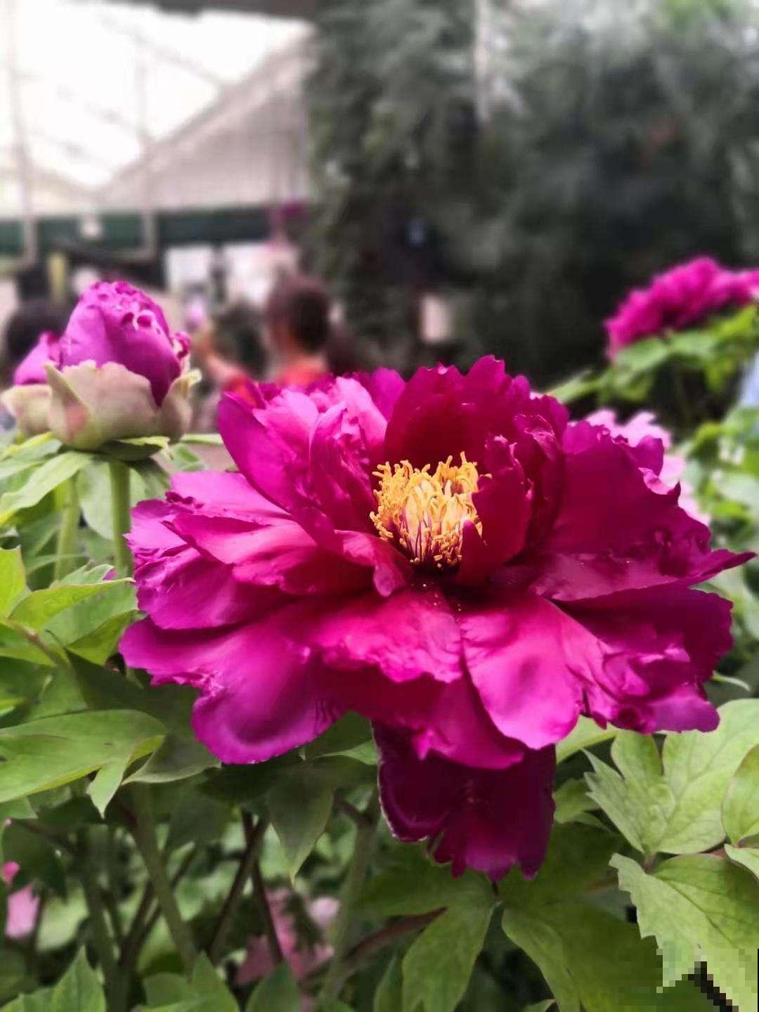 古人喜欢的花，一直传承至今，每一种都超有气质