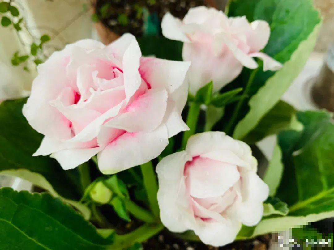 室内小窗台,养点小众盆栽,气质瞬间不一样 室内小窗台,养点小众盆栽,气质瞬间不一样