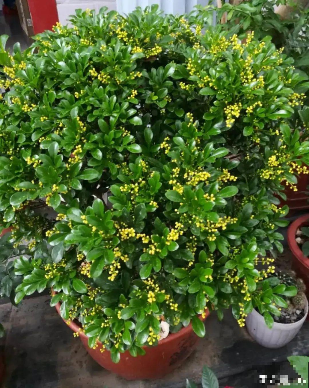 家里养盆香水花,满屋子飘香,还能净化空气 家里养盆香水花,满屋子飘香,还能净化空气