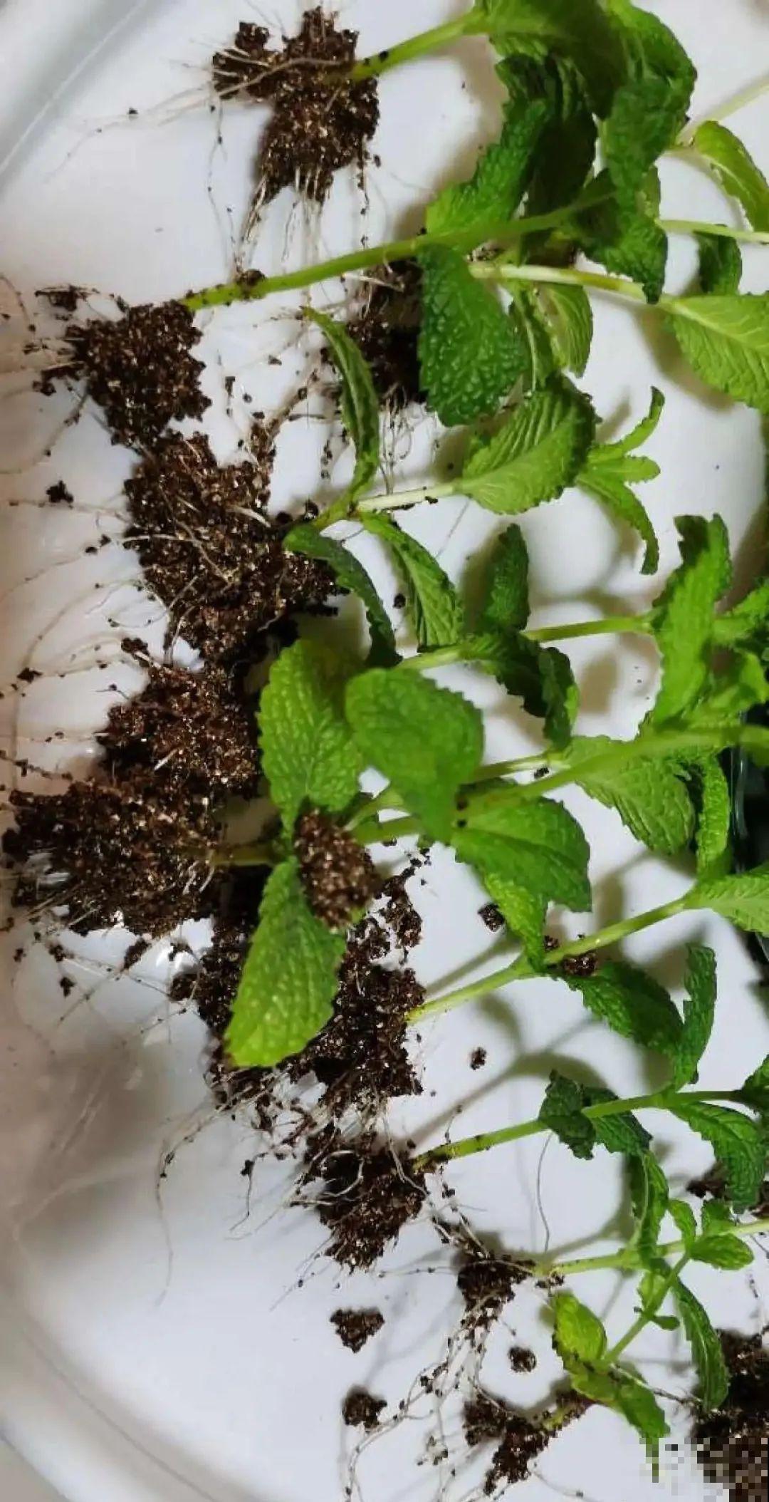 新买的绣球别猛晒，养在阴凉通风处最好，不然叶子全晒焦了