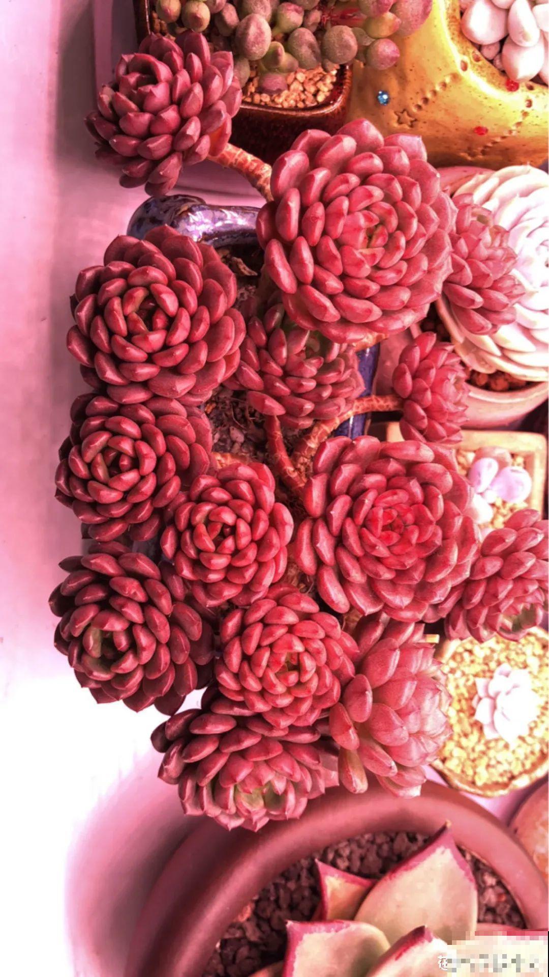 室内养多肉,也能养出水晶果冻色,任谁看到都说好 室内养多肉,也能养出水晶果冻色,任谁看到都说好