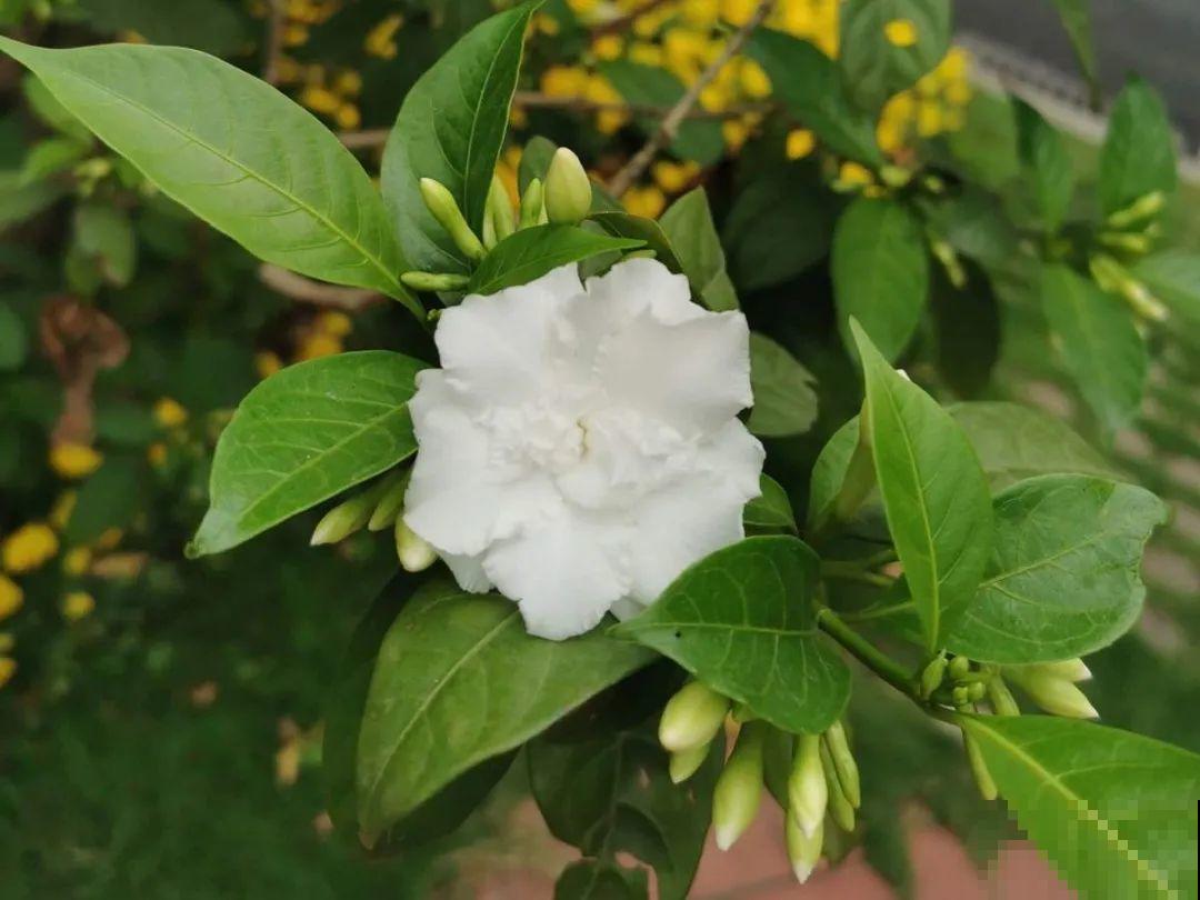 5月出门,收下这份百花图谱,啥花都能叫上名! 5月出门,收下这份百花图谱,啥花都能叫上名!